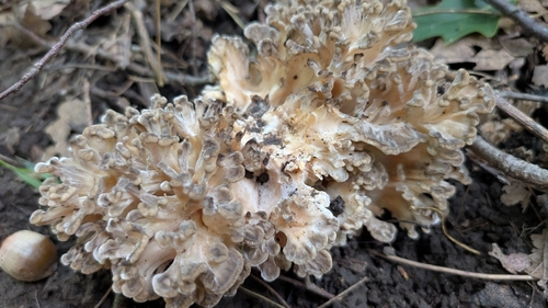 hen of the woods