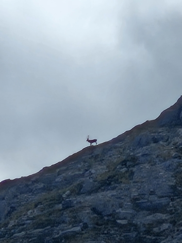 Red Deer