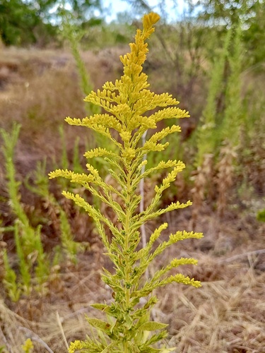 tall goldenrod