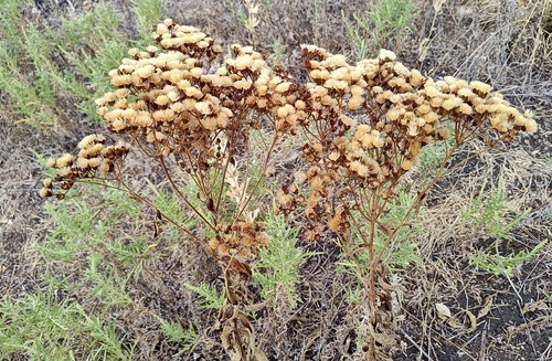 Western Ironweed