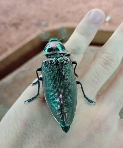 Ceiba Borer