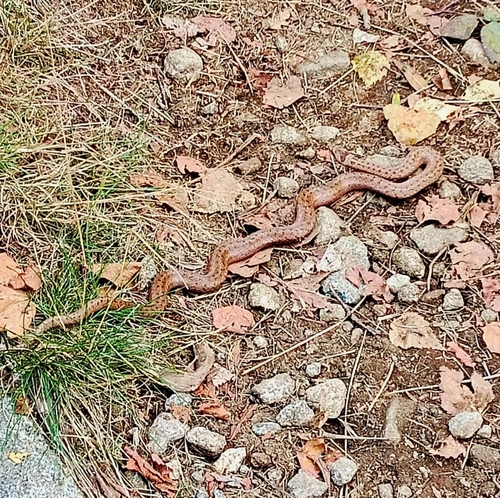 Smooth Snake