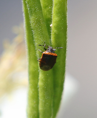 Cosmopepla uhleri