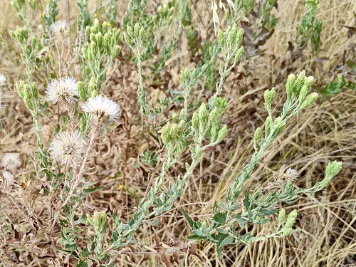 Texas false boneset
