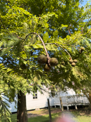 baldcypress