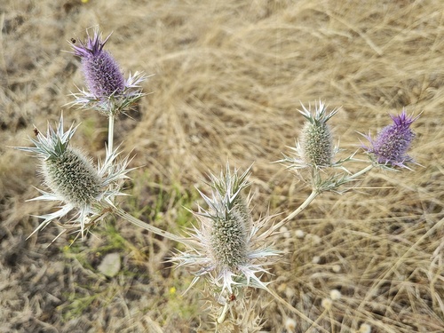 Leavenworth's eryngo