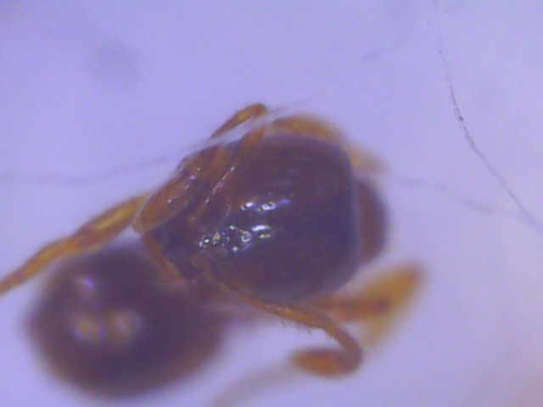 Common European Thief Ant