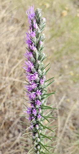 dotted gayfeather