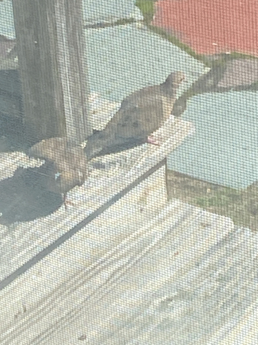 Mourning Dove
