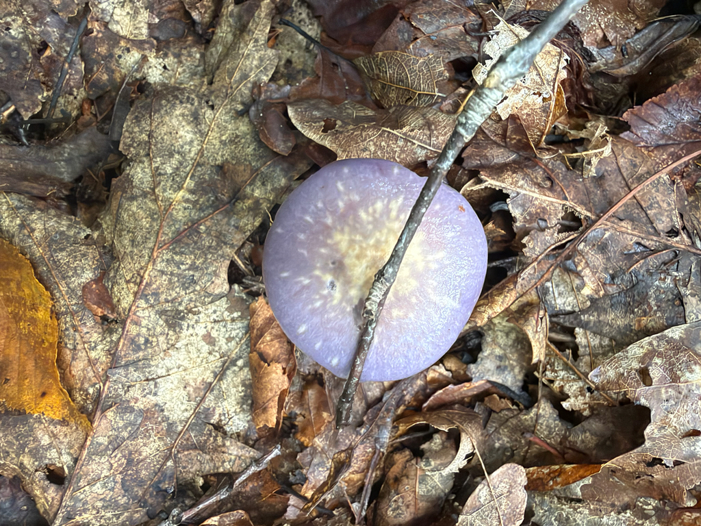 Viscid Violet Cort · September 2026 · photo: Photo: (c) Sawyer Baran, some rights reserved (CC BY) · iNaturalist