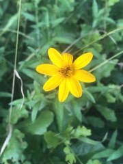 Wedelia acapulcensis