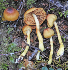 Cortinarius castaneodiscus