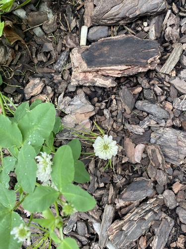 Trifolium hybridum, photograph 5