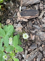 Trifolium hybridum, photograph (c) Илья Руденко, some rights reserved (CC BY)