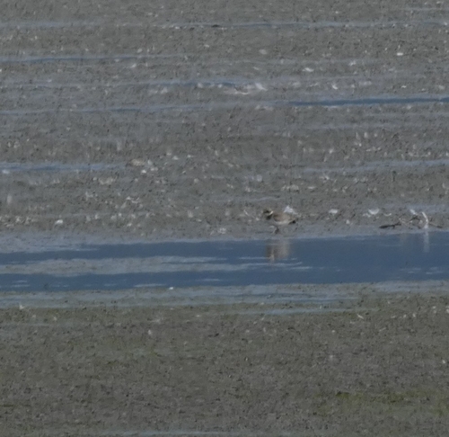 Common Ringed Plover
