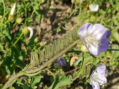 Phacelia grandiflora