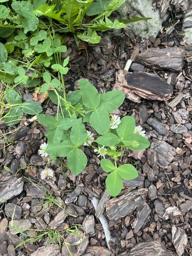 Trifolium hybridum, photograph 6