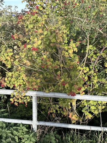 guelder-rose
