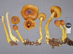 Cortinarius castaneodiscus
