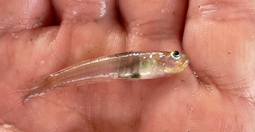Green Goby