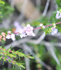 Thryptomene stenophylla