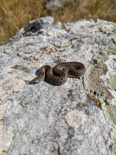 Vipera ursinii ursinii