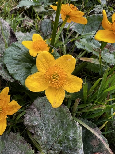 marsh marigold