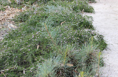 Thryptomene stenophylla