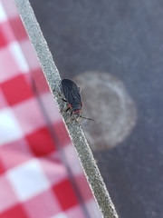 Melacoryphus rubicollis