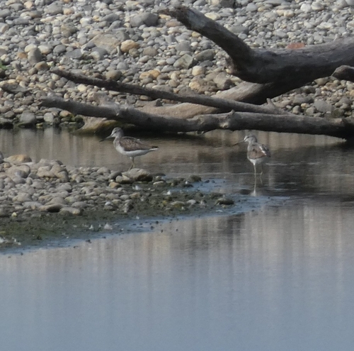 Common Greenshank