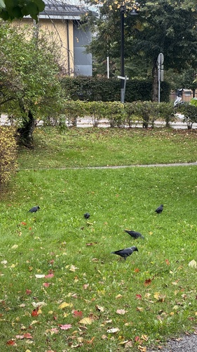 Eurasian Jackdaw