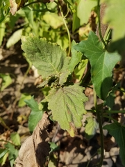 Phacelia grandiflora