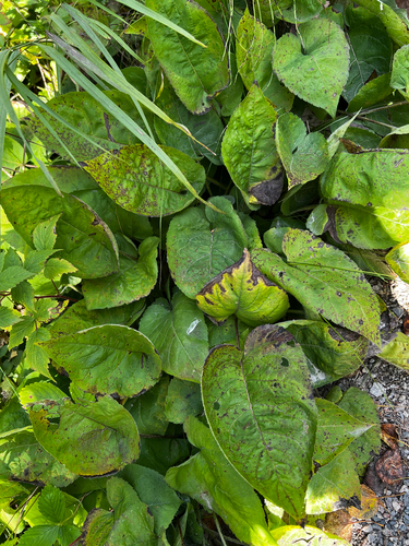 Eurybia macrophylla, photograph 5