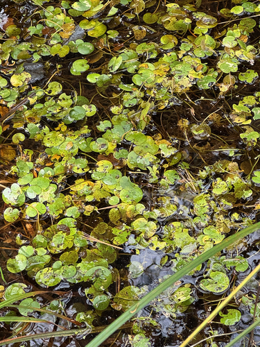 European Frog-bit