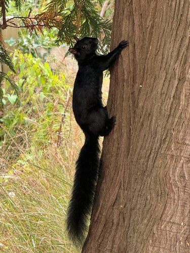 Eastern Gray Squirrel
