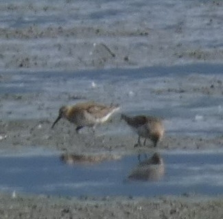 Dunlin