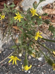Senecio viscosus