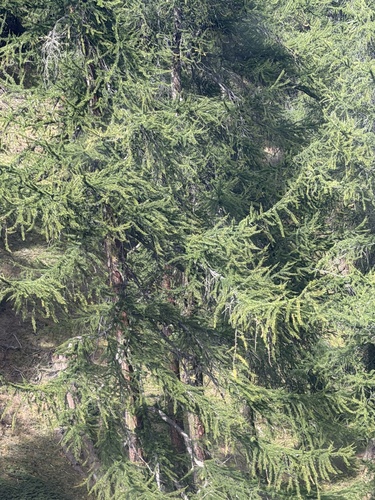 European larch