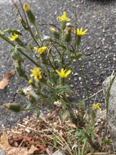 Senecio viscosus, photograph 2