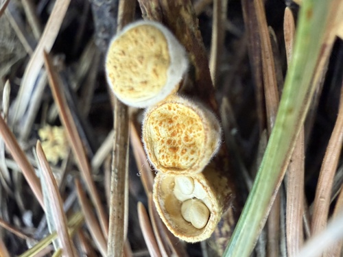 common bird's nest fungus