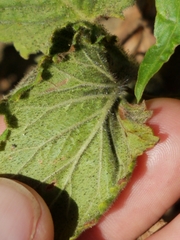 Phacelia grandiflora