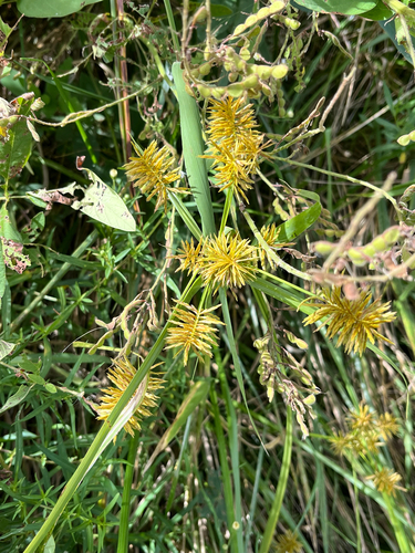 Cyperus strigosus, photograph 5