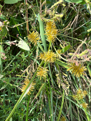 Cyperus strigosus, photograph (c) Andrew Sebastian, some rights reserved (CC BY)