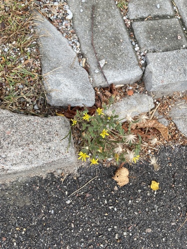Senecio viscosus, photograph 3