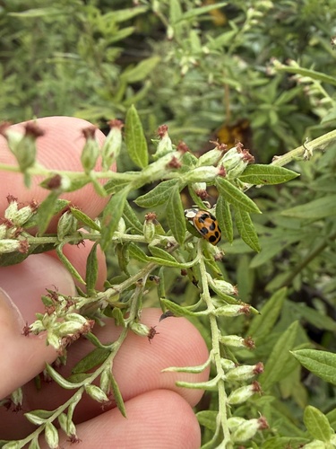 Asian Lady Beetle