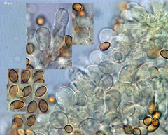 Cortinarius castaneodiscus