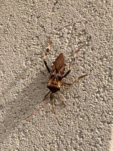 Western Conifer Seed Bug
