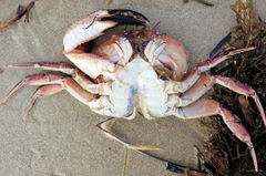 Nectocarcinus integrifrons