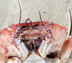 Nectocarcinus integrifrons