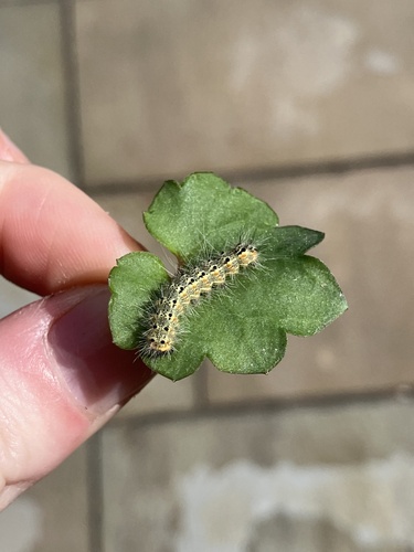 Fall Webworm Moth